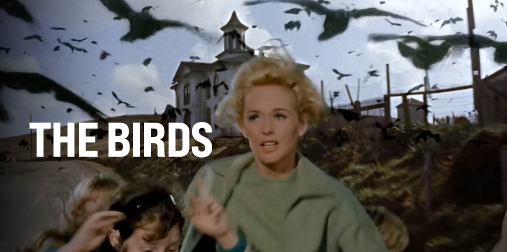 The Birds.jpg The Birds.jpg